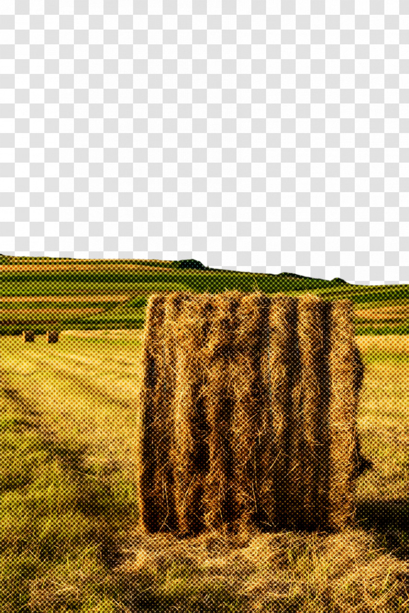 Field Hay Grass Straw Grassland Transparent PNG