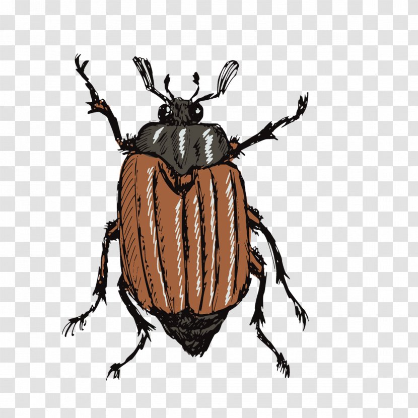 Drawing Stock Photography Illustration - Scarabs - Beetle Transparent PNG