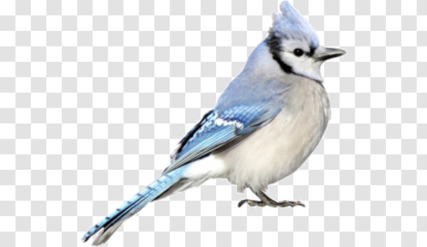 Blue Jay Cobalt Chickadee Beak - Bluebird - Feather Transparent PNG