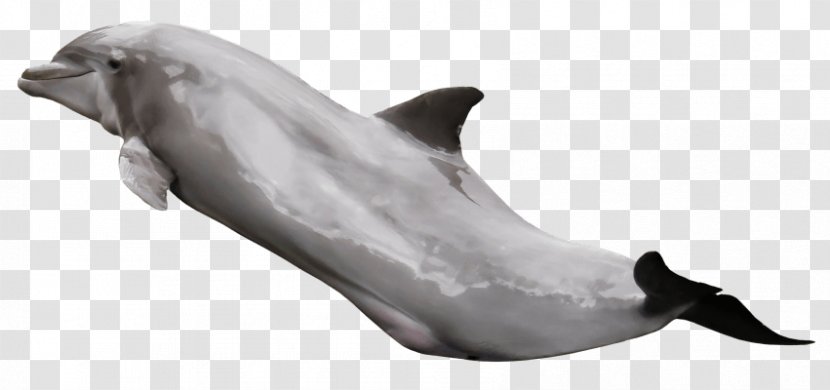 Tucuxi Common Bottlenose Dolphin Striped - Snout Transparent PNG