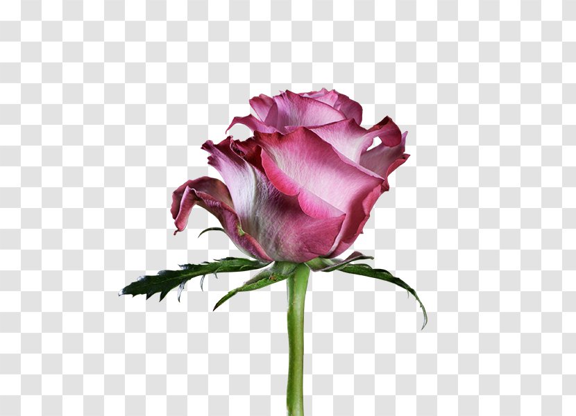 Garden Roses Cabbage Rose Floribunda Cut Flowers Petal - Deep Purple Transparent PNG