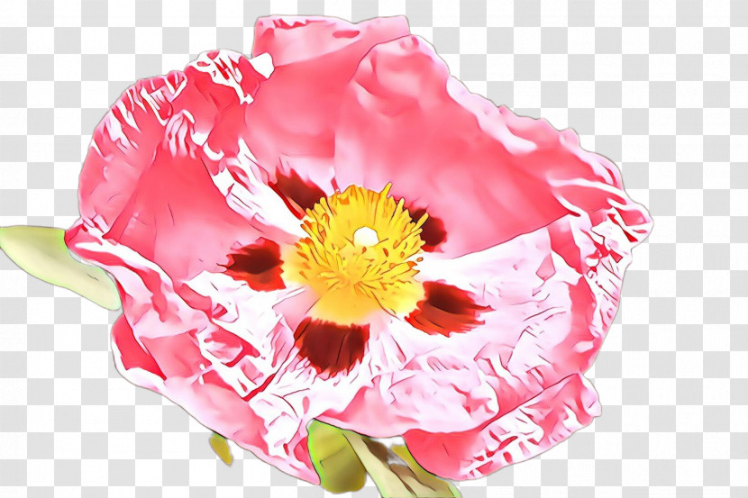 Flower Pink Petal Plant Cut Flowers Transparent PNG