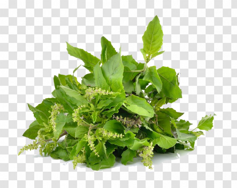 Chameleon Background - Mint - Lettuce Arugula Transparent PNG