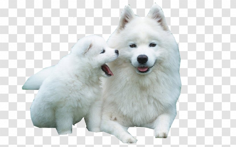 Siberian Husky Puppy Samoyed Dog Scottish Terrier West Laika - Snout Transparent PNG