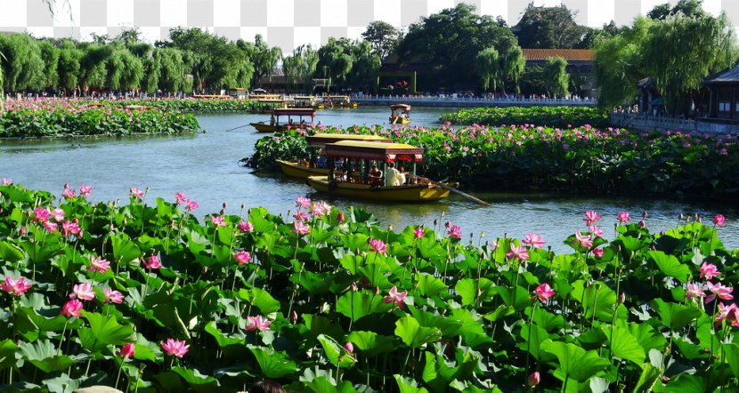 Beihai Park Forbidden City Jingshan Zhongnanhai - Pond Transparent PNG