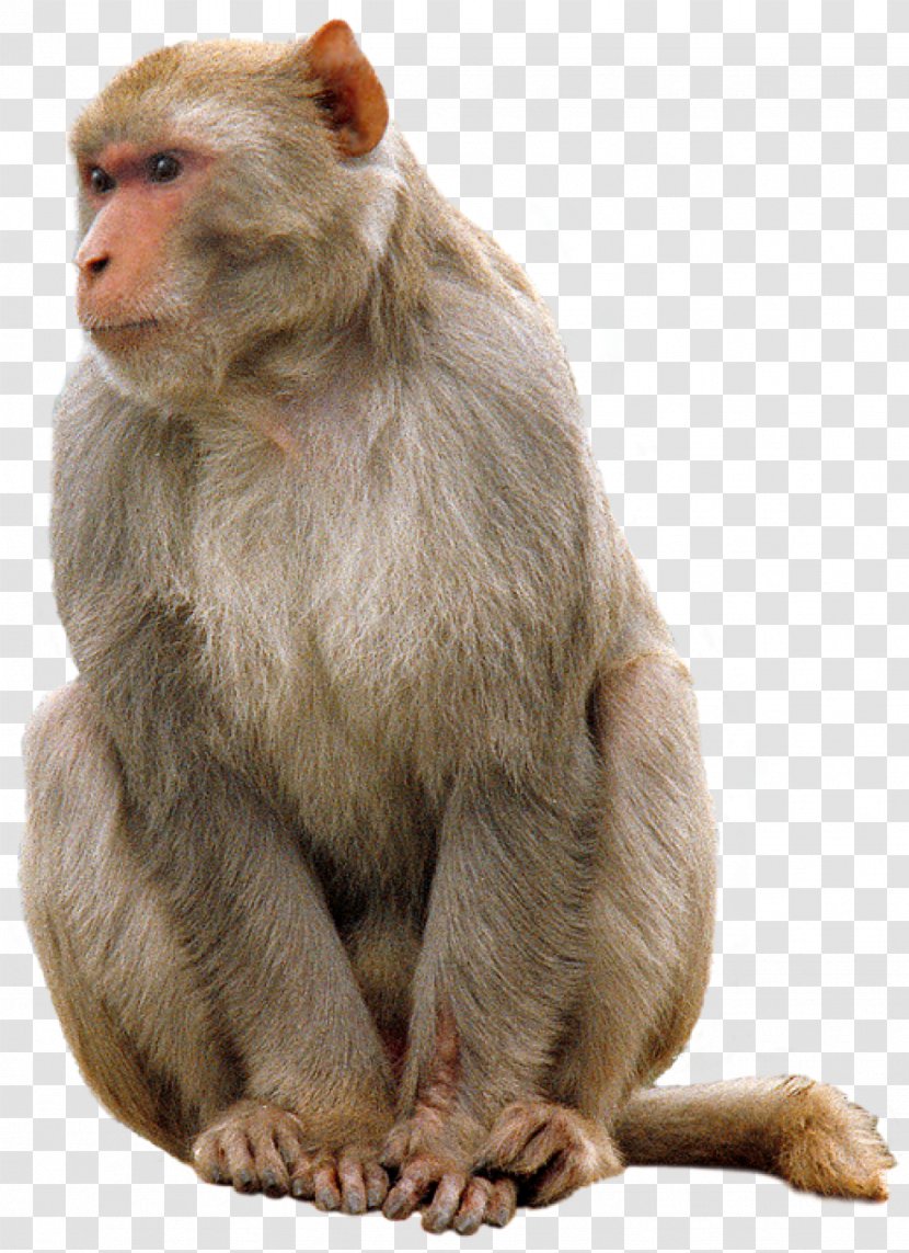 Clip Art - Presentation - Monkey Transparent PNG