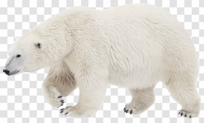 Polar Bear Brown American Black Clip Art - Ferret Transparent PNG