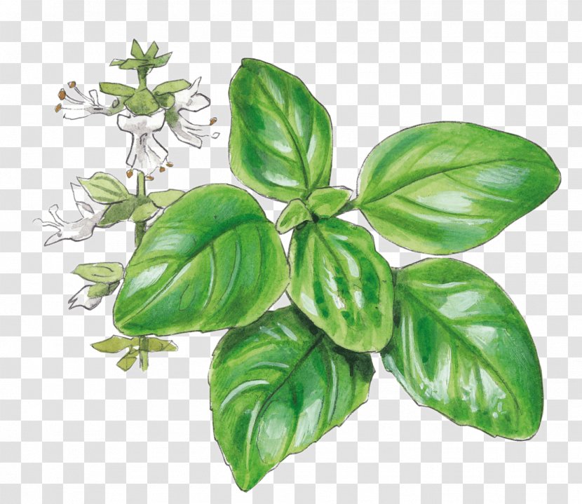 Basil Pianta Aromatica Garden Herb Tarragon Transparent PNG