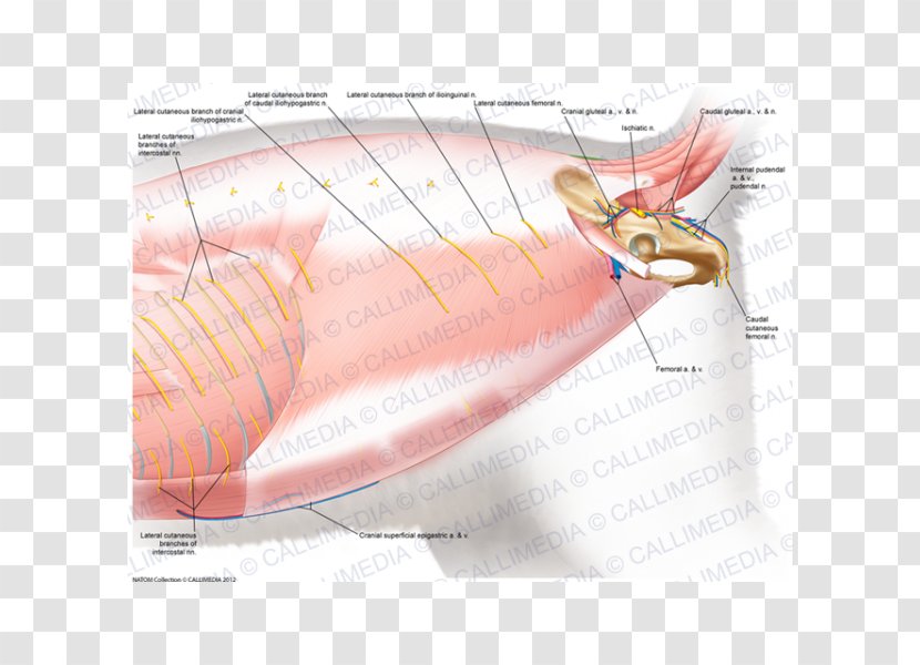 Muscle Cat Anatomy Muscular System Pelvis - Silhouette - Superficial Temporal Nerve Transparent PNG