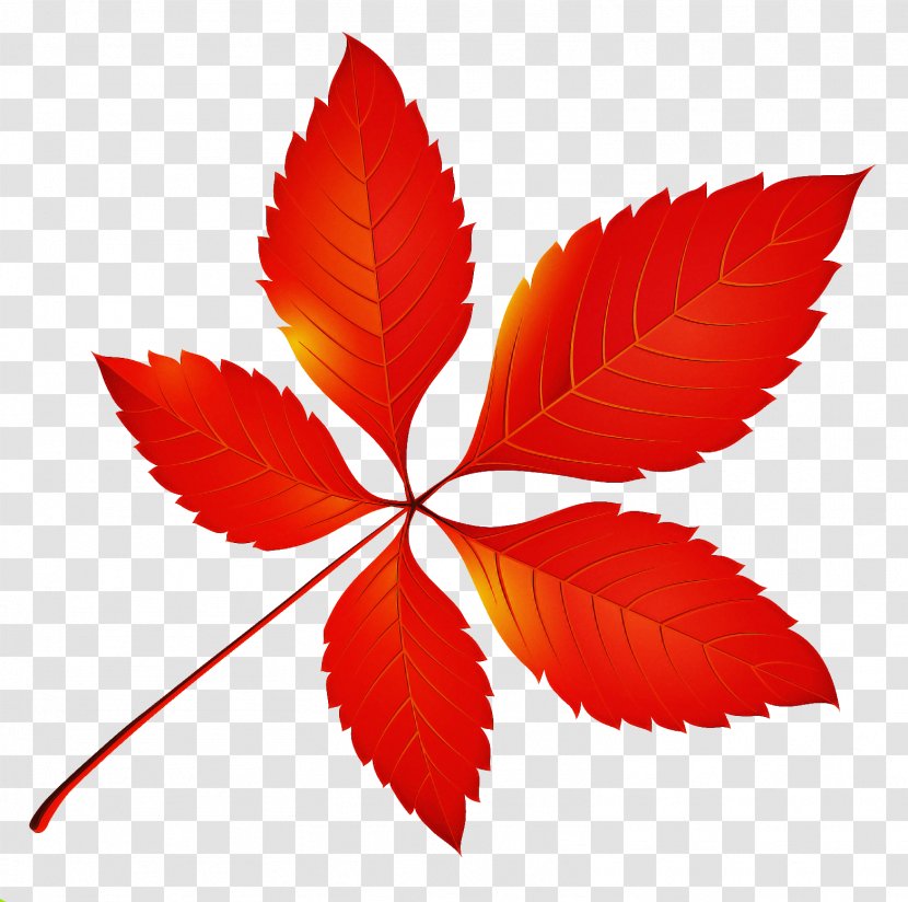 Leaf Red Plant Flower Tree - Flowering - Symmetry Transparent PNG