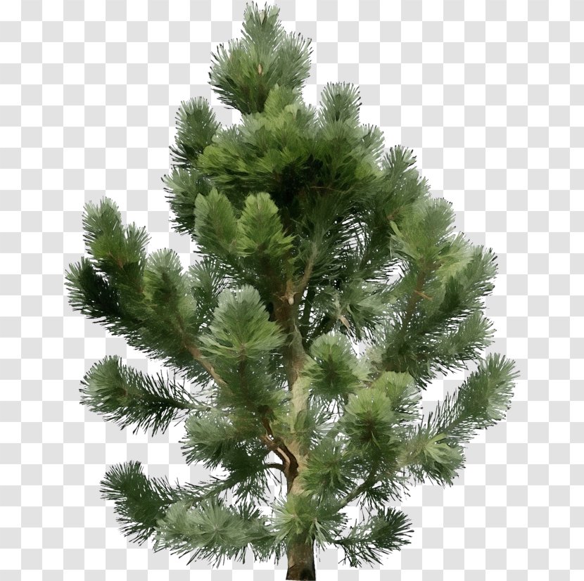 Tree Shortleaf Black Spruce Columbian Balsam Fir Sugar Pine - Larix Lyalliisubalpine Larch Yellow Transparent PNG