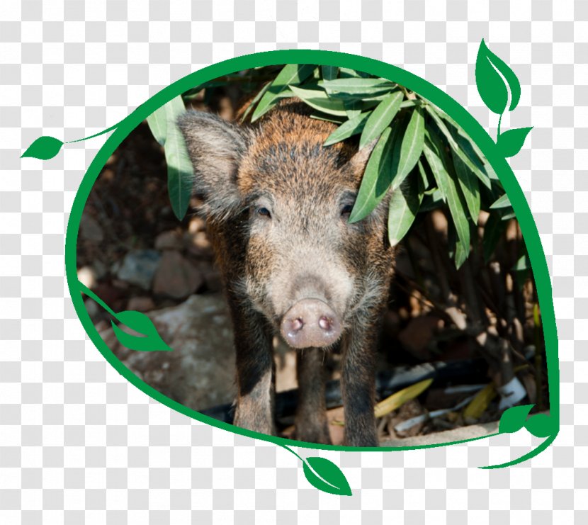 Domestic Pig Game Animal Stock Photography - Wildlife Transparent PNG
