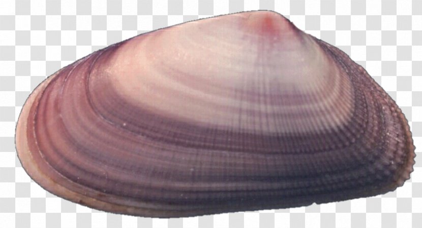 Baltic Macoma Cockle Clam Seashell Veneroida Transparent PNG