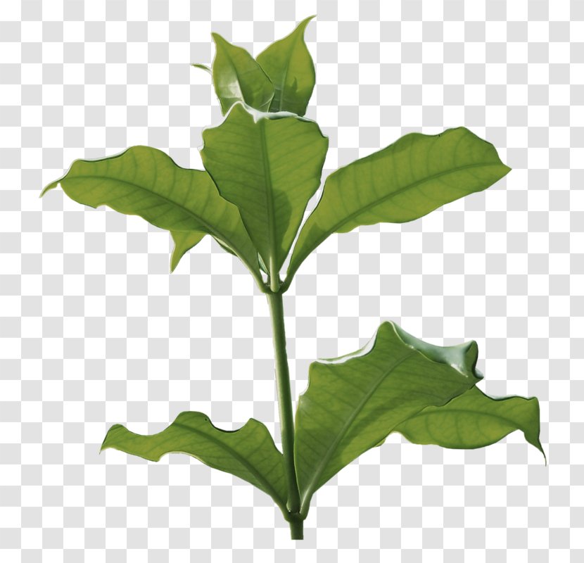 Herbaceous Plant Albom Clip Art - Microchloa Indica - Green Grass Transparent PNG