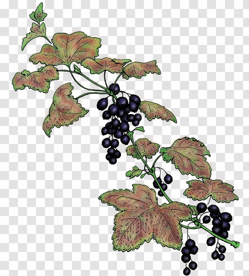 Common Grape Vine Berries Blackcurrant Seldovia - Ivy - Currant Transparent PNG