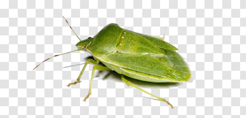 Insect Southern Green Stink Bug Heteroptera Transparent PNG