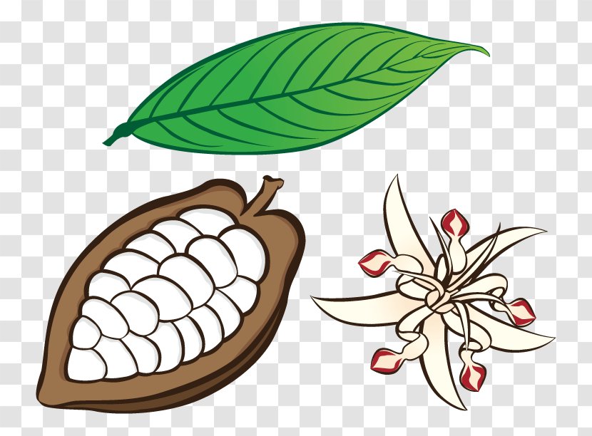 Clip Art Cacao Tree Drawing Flower Image Transparent PNG