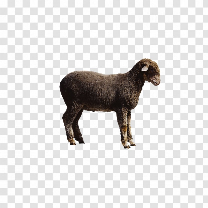Sheep Cattle Goat - Livestock - Black Picture Transparent PNG