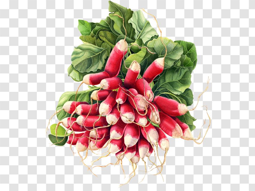 Watercolor Painting Botanical Illustration Chard Food - Superfood - Art Transparent PNG