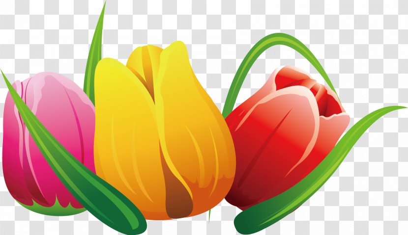 Tulip Flower - Flowering Plant - Flowers Transparent PNG