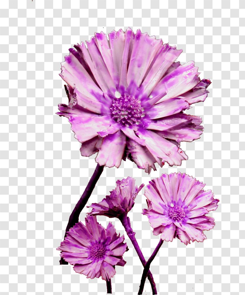 Garden Cosmos Cut Flowers Chrysanthemum Annual Plant Herbaceous - Daisy Family Transparent PNG