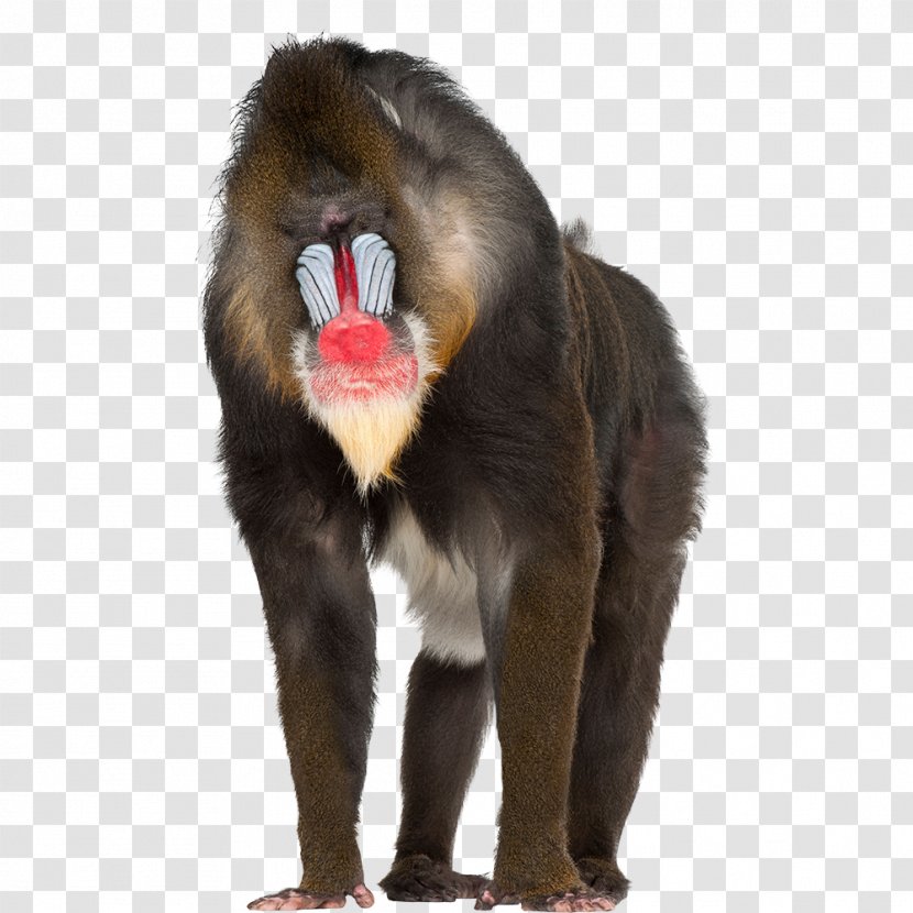 Mandrill Baboons Primate Macaque Monkey - Cercopithecidae - Gorilla Transparent PNG