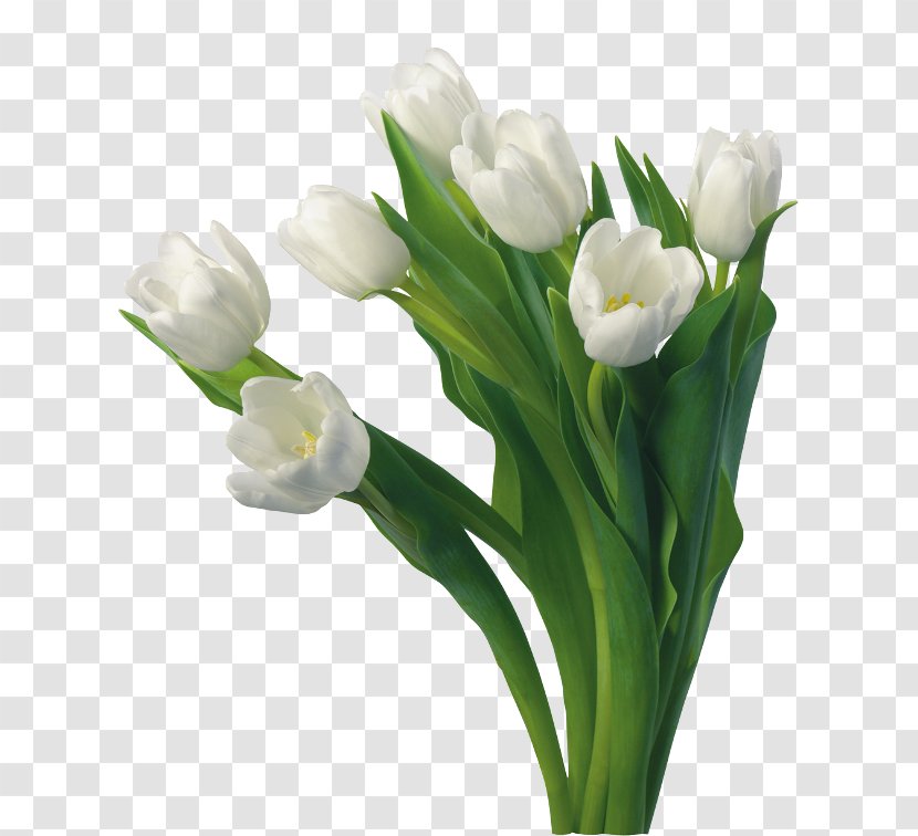 Tulip Flower Image Desktop Wallpaper Clip Art - Flowering Plant Transparent PNG