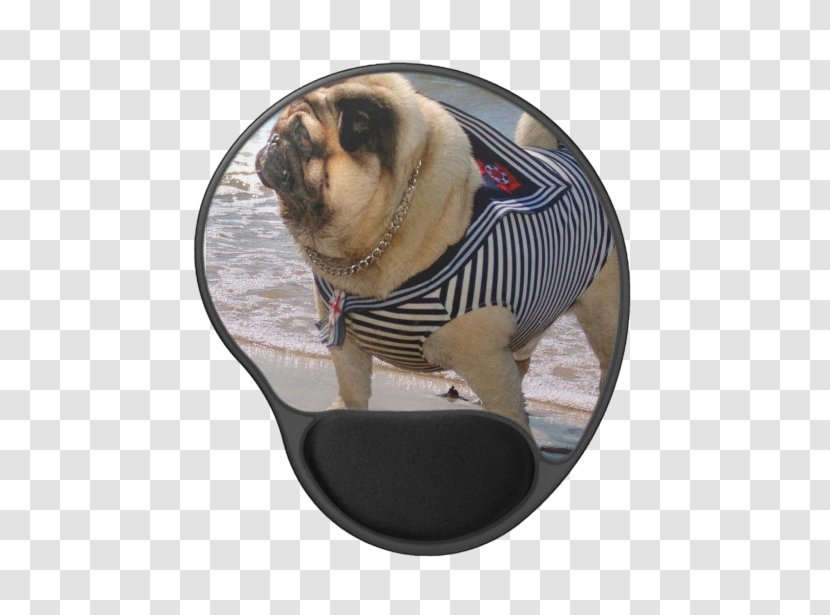 Pug Dog Breed Sailor Puppy Coat - Gift Transparent PNG