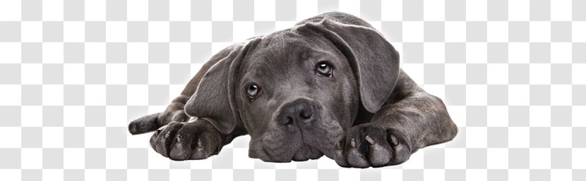 Cane Corso Puppy American Staffordshire Terrier Eskimo Dog English Mastiff - Carnivoran Transparent PNG