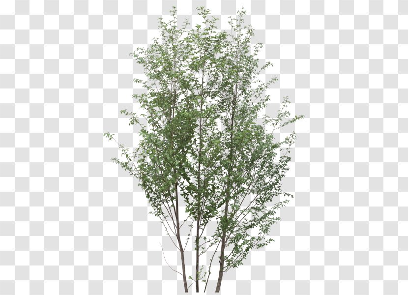 Shrub Tree Twig Plant Transparent PNG