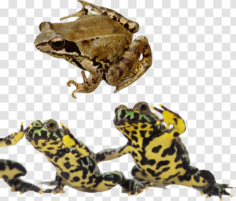 Frog Oriental Fire-bellied Toad Reptile Photography - Frogs And Bullfrogs Transparent PNG