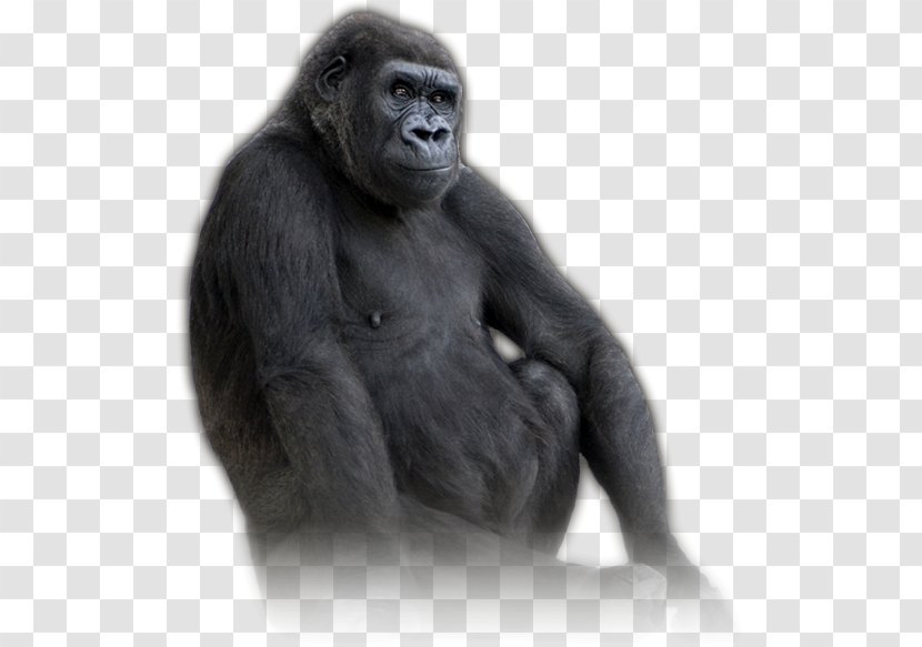Western Gorilla Common Chimpanzee United States Virunga National Park Volcanoes - Apes And Monkeys Transparent PNG