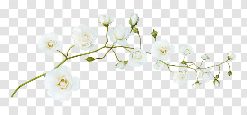 Flower White - Flora Transparent PNG