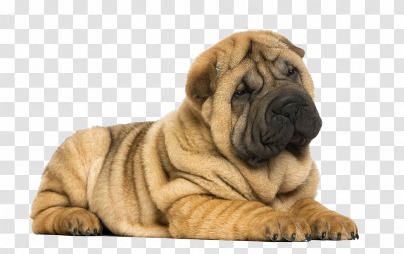 Miniature Shar Pei Puppy Dog Breed - Mammal Transparent PNG