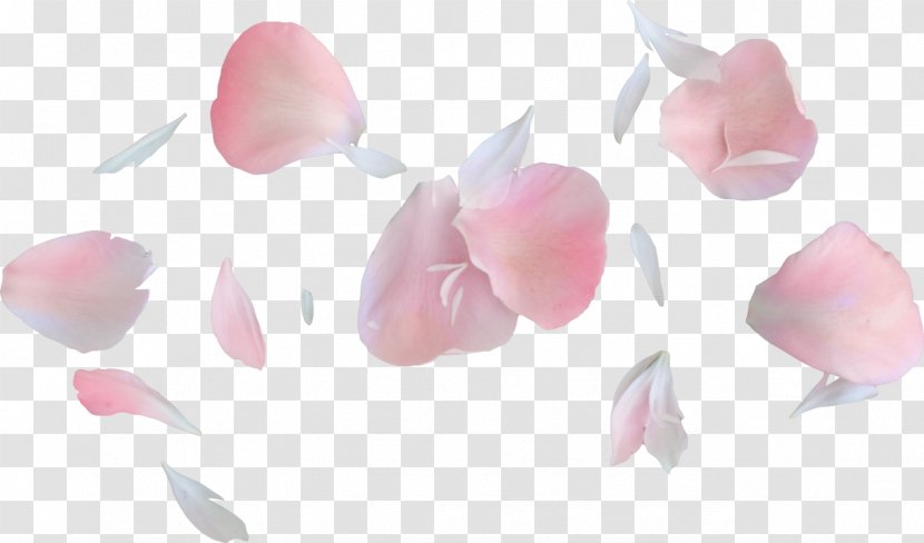 Petal Flower Bouquet Garden Roses - Pink - Floating Petals Transparent PNG