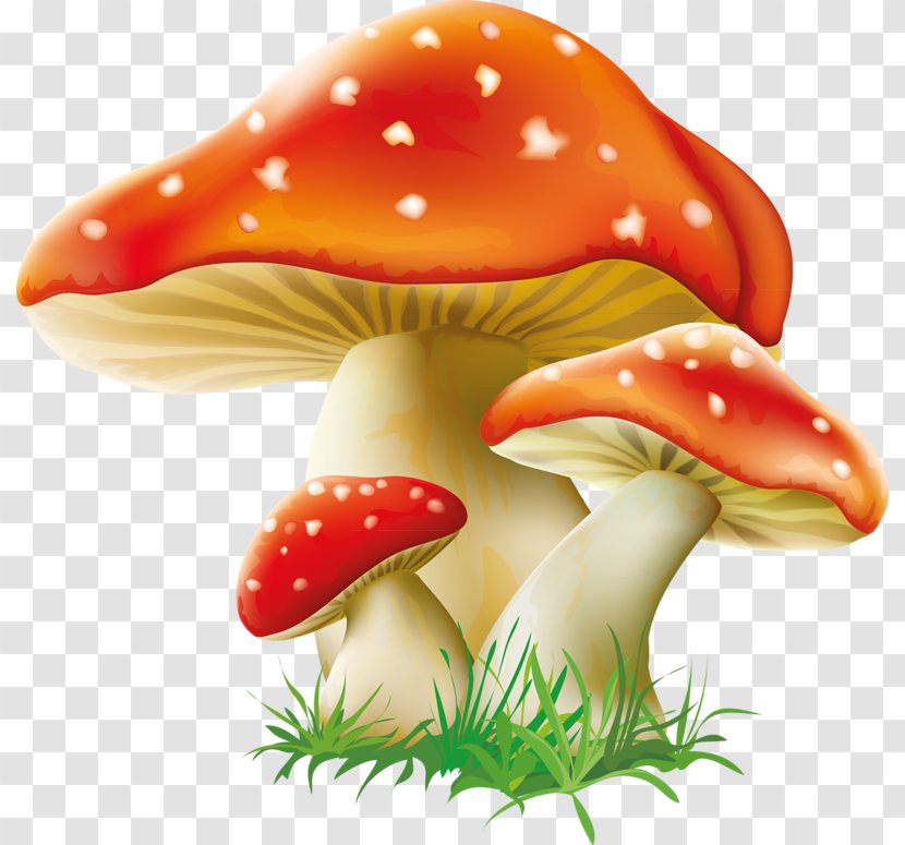 Mushroom Fungus Clip Art - Common Transparent PNG