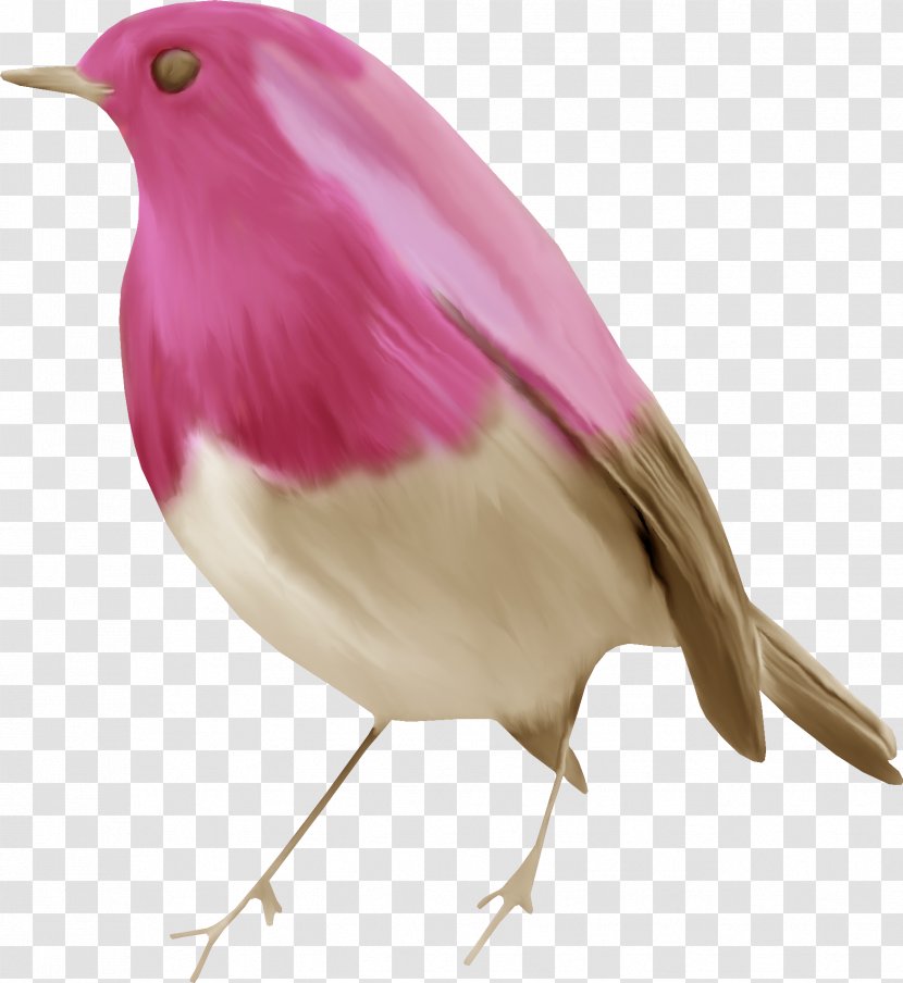 Bird Centerblog - Feather - Birds Transparent PNG