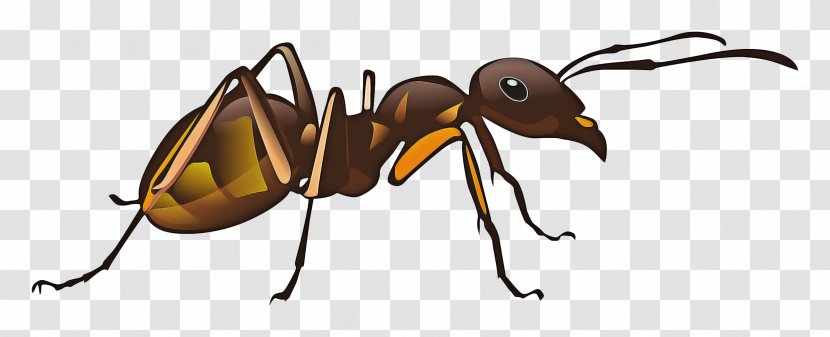 Cartoon Bee - Beetle - Animal Figure Weevil Transparent PNG