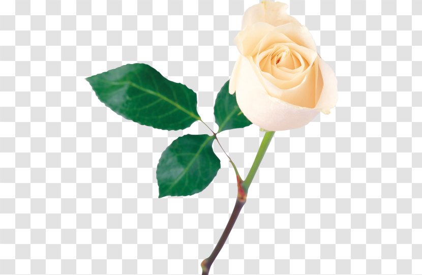 Rose Flower White - Flowering Plant - Roses Transparent PNG