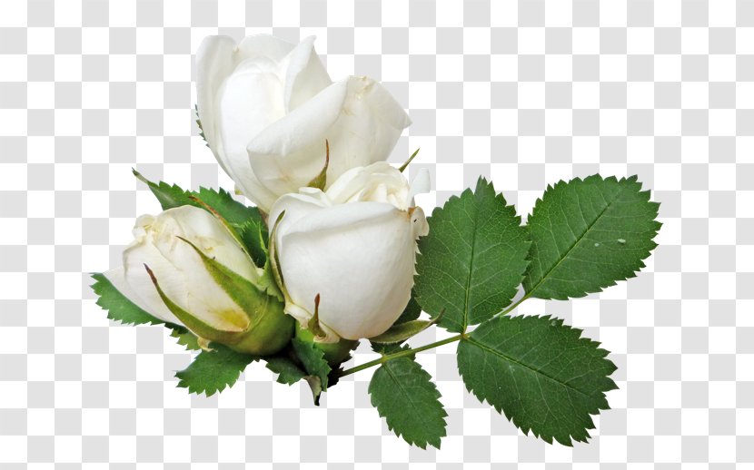 Clip Art - Rose - Flores Blancas Transparent PNG