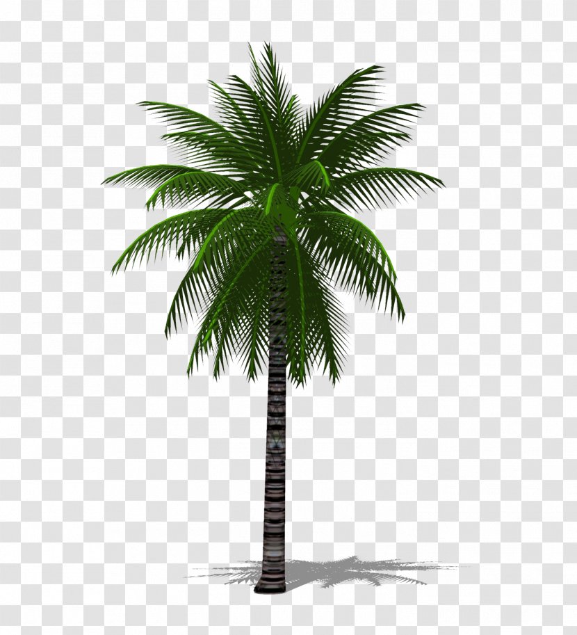 Date Palm Arecaceae Tree Chuniophoenix Hainanensis - Black And White - A 3D Transparent PNG