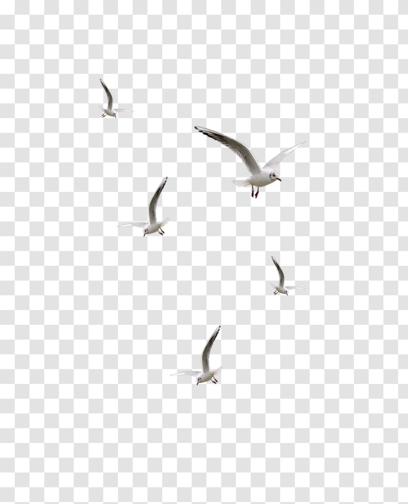 Bird Desktop Wallpaper Clip Art - Charadriiformes - Seagulls Flying Transparent PNG