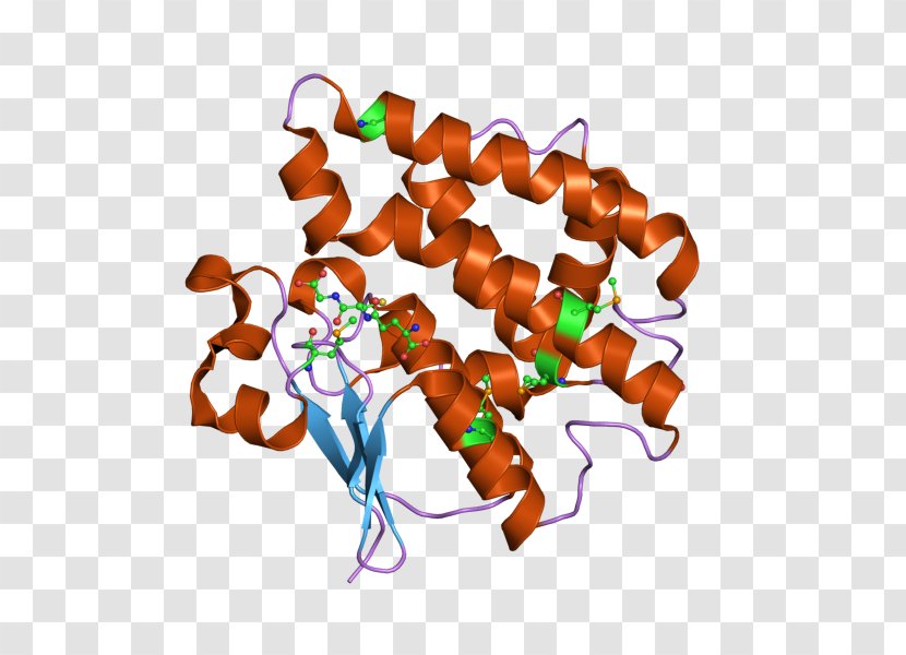 Insulin Glargine Glucagon Blood Sugar Protein Transparent PNG