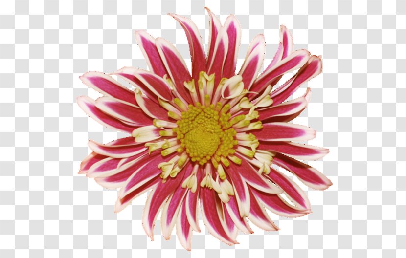 Chrysanthemum Dahlia Flower Clip Art - Gerbera Transparent PNG