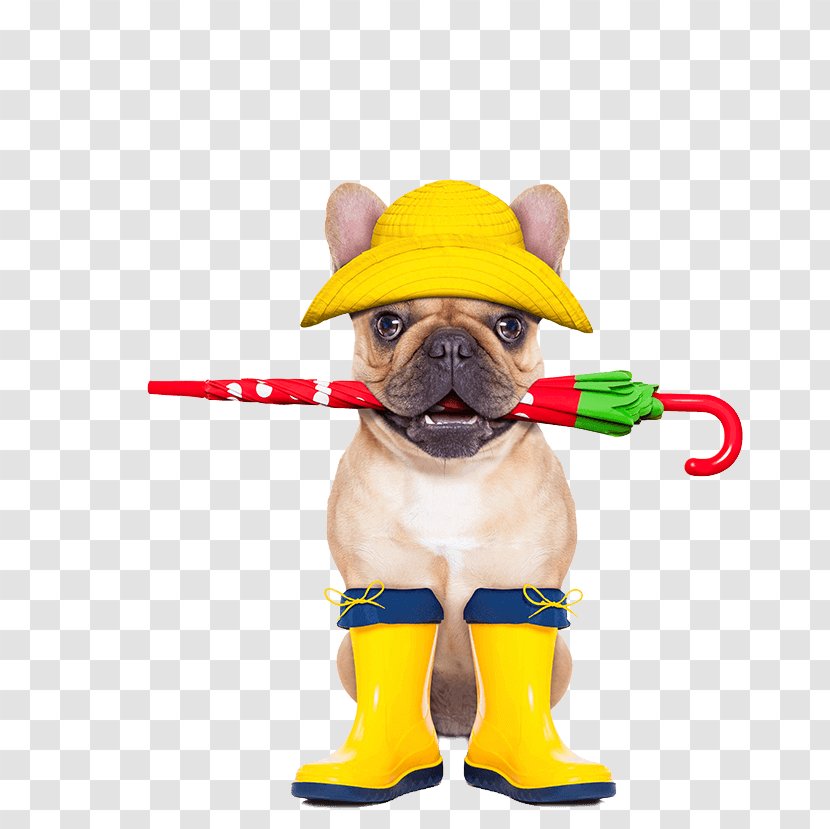 Dog Walking Puppy Pet Daycare - Cat - French Bulldog Transparent PNG