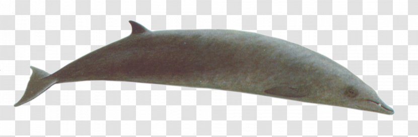 Dolphin Porpoise Marine Mammal Cetacea Whale - Fish Transparent PNG