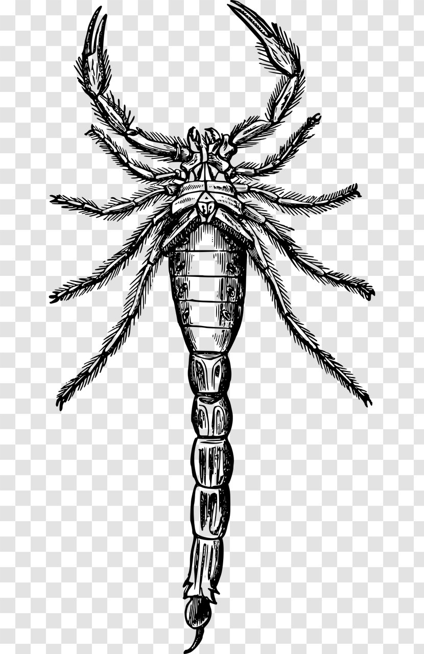 Scorpion Drawing Painting Clip Art - Invertebrate Transparent PNG