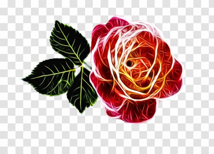 Red Watercolor Flowers - Rose Family - Japanese Camellia Transparent PNG