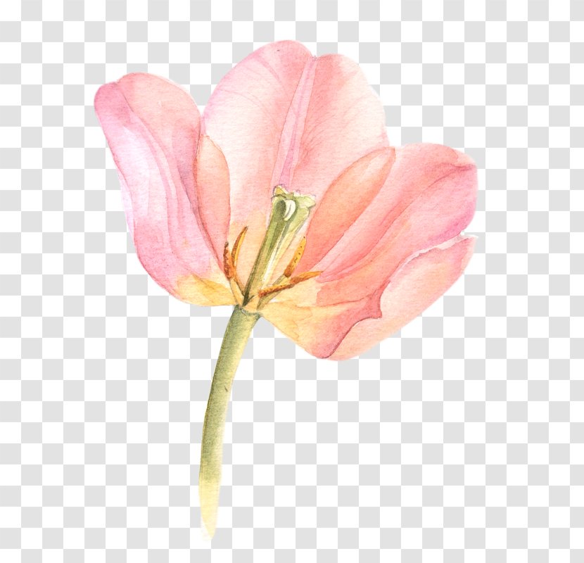 Watercolor Painting Flowers In Tulip Watercolour - Plant Stem Transparent PNG