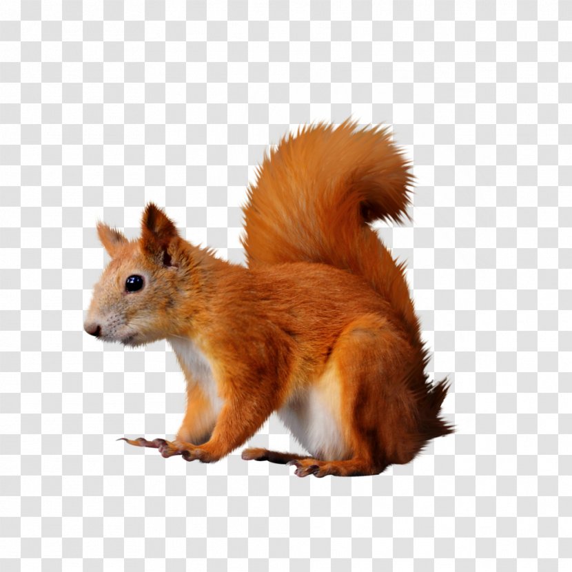 Raccoon Fox Squirrel - Fauna - Two Wheeler Transparent PNG